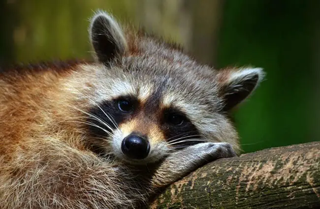 A sleepy raccoon