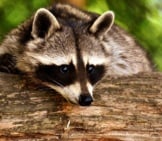 Closeup Of A Raccoon&#039;S &Quot;Bandit Mask&Quot;