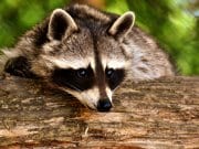Closeup of a raccoon's "bandit mask"
