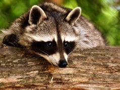Closeup of a raccoon's "bandit mask"