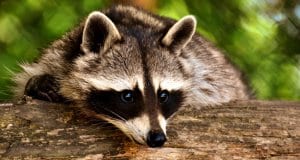Closeup of a raccoon's "bandit mask"