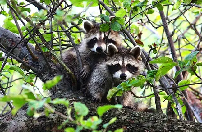 A pair of raccoons out of reach in a tree