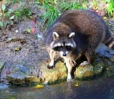 Raccoon Reaching Into The River