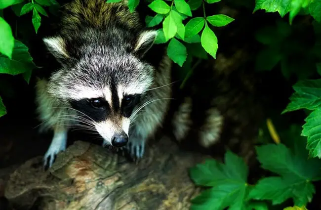 Raccoon peeking out from under a bush