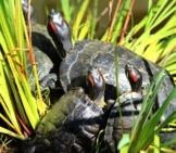 A Family Of Red-Eared Sliders Moving Into The Pond.