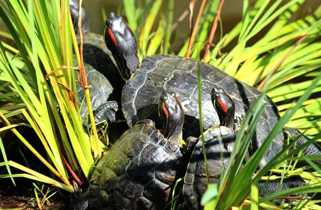 Red Eared Slider Description Habitat Image Diet And Interesting Facts,How To Find An Apartment