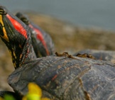 Closeup Of A Red-Eared Slider&#039;S Head