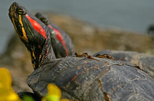 Closeup of a red-eared slider&#039;s head