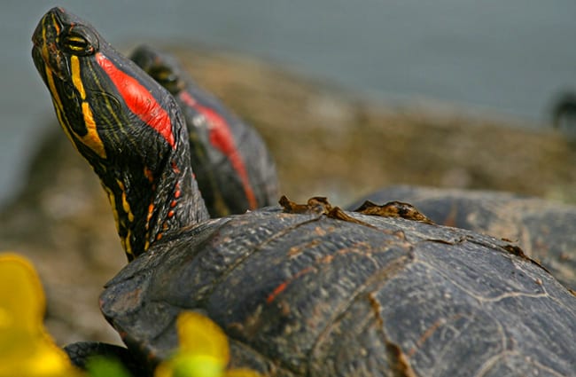 Closeup of a red-eared slider&#039;s head