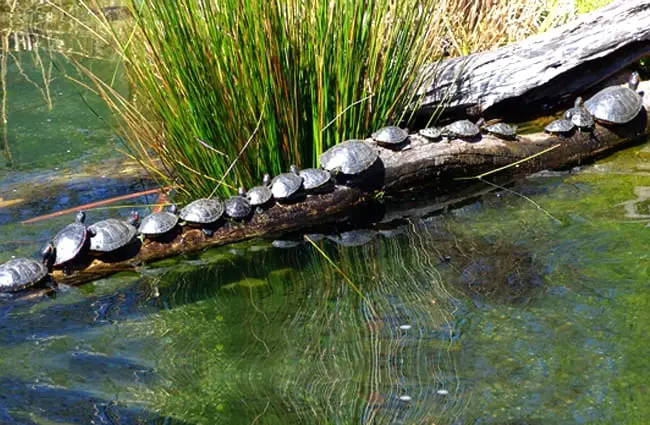 A konga line of red-eared sliders traversing a log. Photo by: Drew Avery https://creativecommons.org/licenses/by/2.0/