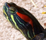 Closeup Of A Red-Eared Slider.photo By: Lonny Weaverhttps://Creativecommons.org/Licenses/By/2.0/