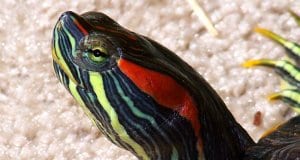 Closeup of a red-eared slider.Photo by: Lonny Weaverhttps://creativecommons.org/licenses/by/2.0/