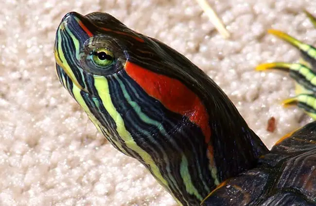 Closeup of a red-eared slider.Photo by: Lonny Weaverhttps://creativecommons.org/licenses/by/2.0/