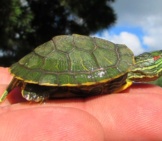 Baby Red-Eared Slider Photo By: Frank Boston Https://Creativecommons.org/Licenses/By/2.0/