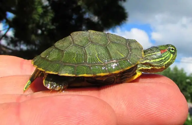 Baby red-eared slider Photo by: Frank Boston https://creativecommons.org/licenses/by/2.0/