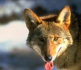Closeup Of A Red Wolf Photo By: Red Wolf Recovery Program Cc By 2.0 Https://Creativecommons.org/Licenses/By/2.0