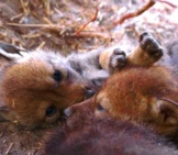 Red Wolf Pups Photo By: Red Wolf Recovery Program Cc By 2.0 Https://Creativecommons.org/Licenses/By/2.0