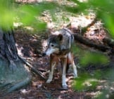 Cautious Red Wolf Spotted In The Woods