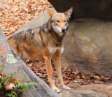 Red Wolf In A Rocky Place