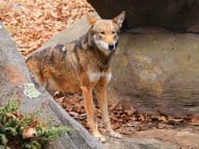 Red Wolf Red Wolf in a rocky place