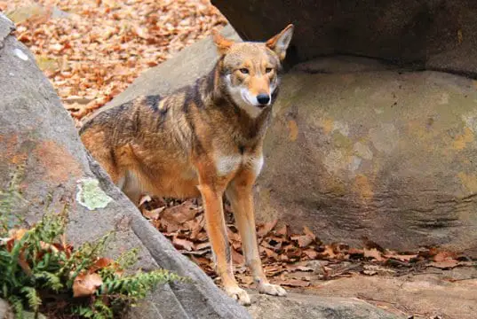 Red Wolf in a rocky place