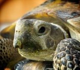 Closeup Of A Russian Tortoisephoto By: Mikey Lemoihttps://Creativecommons.org/Licenses/By/2.0/