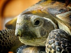 Closeup of a Russian TortoisePhoto by: Mikey Lemoihttps://creativecommons.org/licenses/by/2.0/