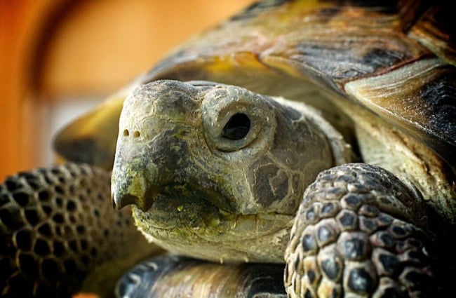 Closeup of a Russian TortoisePhoto by: Mikey Lemoihttps://creativecommons.org/licenses/by/2.0/