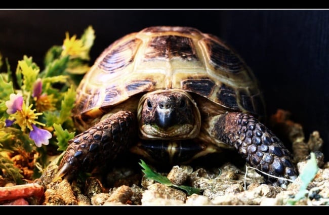 Horsefield Tortoise (Russian Tortoise) Photo by: nathamanath https://creativecommons.org/licenses/by/2.0/