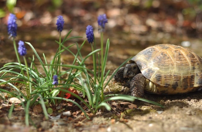 Russian tortoise in the garden Photo by: margaretglin https://creativecommons.org/licenses/by/2.0/
