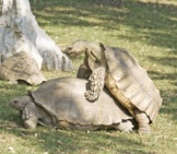 A Pair Of Russian Tortoisesphoto By: (C) Cheyennezj Www.fotosearch.com