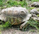 Large Russian Tortoise In The Grass Photo By: (C) Vrabelpeter1 Www.fotosearch.com