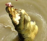 Closeup Of A Saltwater Crocodile&#039;S Terrifying Teeth