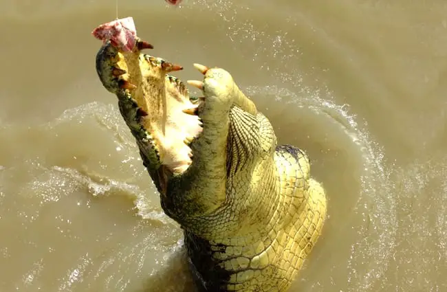 Крупный план ужасающих зубов морского крокодила