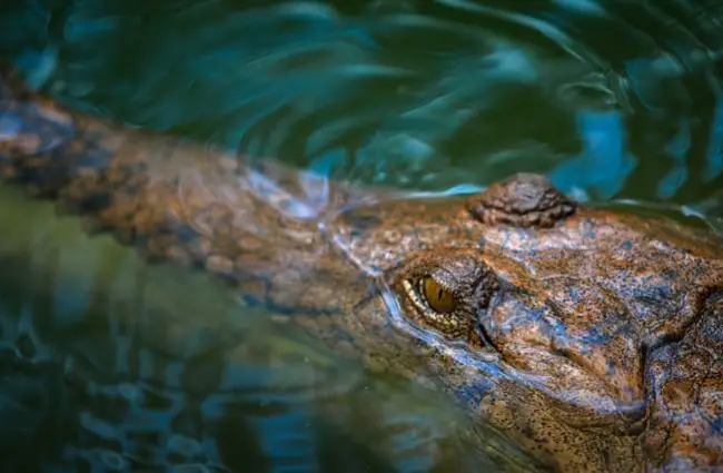 Морской крокодил ждет в засаде