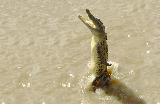 Saltwater Crocodile leaping from the water