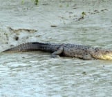 Saltwater Crocodile Heading For The Shore