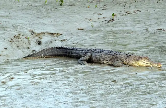 Морской крокодил направляется к берегу
