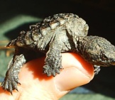 Baby Snapping Turtle Photo By: Naturefreak07 Https://Creativecommons.org/Licenses/By/2.0/