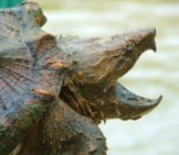 Alligator Snapping Turtlephoto By: U.s. Fish And Wildlife Service Southeast Regionhttps://Creativecommons.org/Licenses/By/2.0/