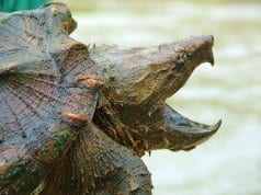 Alligator Snapping TurtlePhoto by: U.S. Fish and Wildlife Service Southeast Regionhttps://creativecommons.org/licenses/by/2.0/