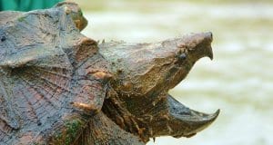 Alligator Snapping TurtlePhoto by: U.S. Fish and Wildlife Service Southeast Regionhttps://creativecommons.org/licenses/by/2.0/