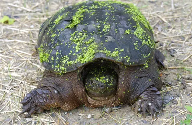 Snapping Turtle looking for nesting site Photo by: (c) RussellG www.fotosearch.com