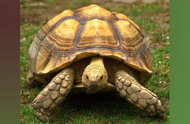 Portrait of a Sulcata tortoise / African spurred tortoise Photo by: Jim Bowen https://creativecommons.org/licenses/by/2.0/