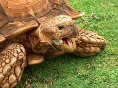 Closeup of a Sulcata tortoise / African spurred Photo by: Paul Morrishttps://creativecommons.org/licenses/by/2.0/
