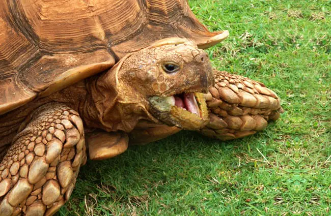african sulcata tortoise size