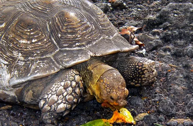 Sulcata tortoise/Африканская шпороносная черепаха Фото: Бернар ДЮПОН https://creativecommons.org/licenses/by/2.0/