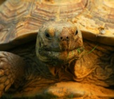 Closeup Of A Sulcata Tortoisephoto By: Lies Van Rompaeyhttps://Creativecommons.org/Licenses/By/2.0/