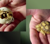 Hatching Sulcata Tortoise Egg, And Hatchlingphoto By: Cherylhttps://Creativecommons.org/Licenses/By/2.0/