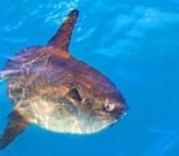 Sunfish In The Wild. Photo By: (C) Tonobalaguer Www.fotosearch.com